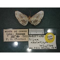 /filer/webapps/moths/media/images/N/neolatizona_Sijua_PT_RMCA_01.jpg