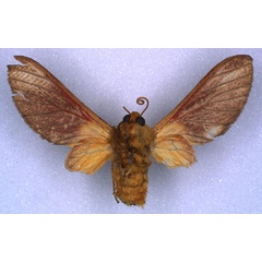 /filer/webapps/moths/media/images/H/haematochrysia_Bergeria_HT_RMCA_02.jpg