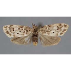 /filer/webapps/moths/media/images/Q/quadripunctaria_Mimulosia_HT_BMNH.jpg