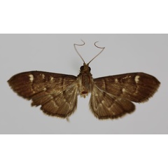 /filer/webapps/moths/media/images/P/parvipuncta_Syllepte_HT_BMNH.jpg