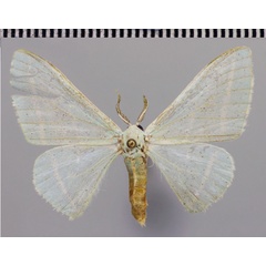 /filer/webapps/moths/media/images/O/ochsei_Trimetopia_HT_ZSM.jpg