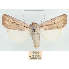 /filer/webapps/moths/media/images/M/melanostrota_Leucania_AM_BMNH_02.jpg