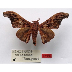 /filer/webapps/moths/media/images/C/colettae_Micragone_HT_MNHN.jpg