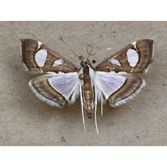 /filer/webapps/moths/media/images/B/bicolor_Glyphodes_A_Butler.jpg