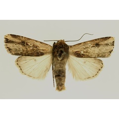 /filer/webapps/moths/media/images/U/ustula_Amazonides_AM_RMCA.jpg