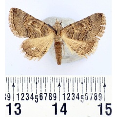 /filer/webapps/moths/media/images/F/fasciolata_Tytroca_AM_BMNH_01.jpg