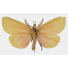 /filer/webapps/moths/media/images/R/rhodophora_Melapera_AM_Basquinb.jpg