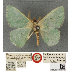 /filer/webapps/moths/media/images/M/melanophragma_Heterorachis_HT_BMNH.jpg