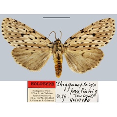 /filer/webapps/moths/media/images/P/pauliani_Phryganopteryx_HT_MNHN.jpg