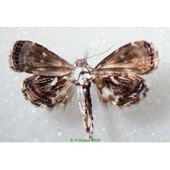 /filer/webapps/moths/media/images/L/leptocosma_Brenthia_AM_Bippusb.jpg
