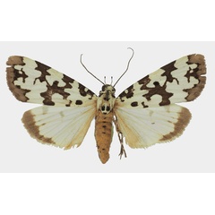 /filer/webapps/moths/media/images/S/serratula_Digama_AF_Basquina.jpg