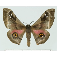 /filer/webapps/moths/media/images/O/orinoptena_Ludia_AF_Basquin.jpg