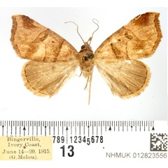 /filer/webapps/moths/media/images/P/pammicta_Marcipa_AF_BMNH.jpg