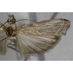/filer/webapps/moths/media/images/P/pseudodiscomaculella_Epicrocis_AM_Monks_03.jpg
