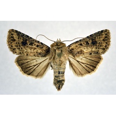 /filer/webapps/moths/media/images/L/languida_Mythimna_A_NHMO.jpg