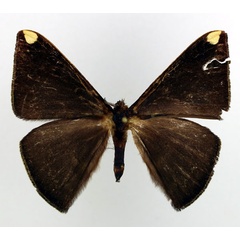/filer/webapps/moths/media/images/F/fasciata_Drepanojana_AM_Basquin_01.jpg