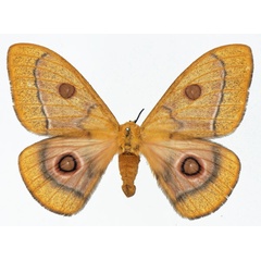 /filer/webapps/moths/media/images/H/hersilia_Bunaeopsis_AF_Basquin.jpg