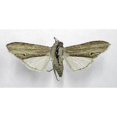 /filer/webapps/moths/media/images/P/pallidicolor_Cucullia_HT_TMSA.jpg
