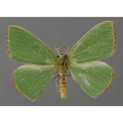 /filer/webapps/moths/media/images/P/plantaria_Omphax_A_ZSM_01.jpg