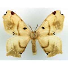 /filer/webapps/moths/media/images/E/eborea_Urojana_AM_Basquin_01.jpg