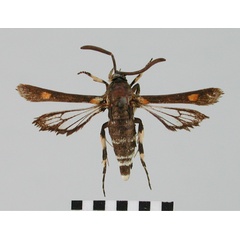 /filer/webapps/moths/media/images/P/pygmaeum_Homogyna_AM_BMNH.jpg