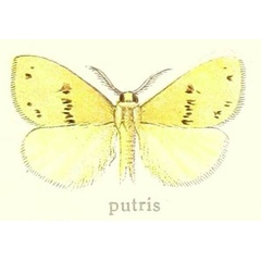 /filer/webapps/moths/media/images/P/putris_Euproctis_STM_Hering_28c.jpg