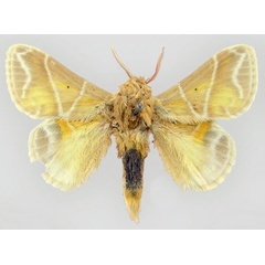 /filer/webapps/moths/media/images/S/salammbo_Eucraera_LT_MNHN.jpg