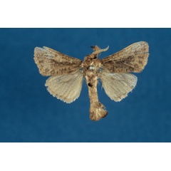 /filer/webapps/moths/media/images/A/adamauensis_Kroonia_HT_ZMHB.jpg