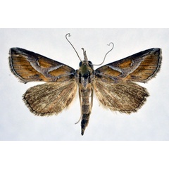 /filer/webapps/moths/media/images/L/leucodonta_Zekelita_A_NHMO.jpg
