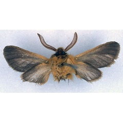/filer/webapps/moths/media/images/N/noctis_Metarctia_HT_BMNH_02.jpg