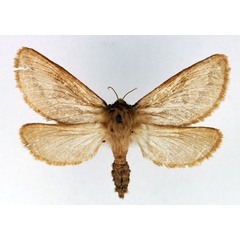 /filer/webapps/moths/media/images/G/gutterata_Eudalaca_AF_TMSA.jpg