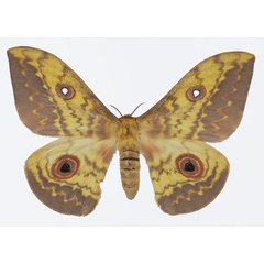 /filer/webapps/moths/media/images/S/seydeli_Aurivillius_AF_Basquina.jpg
