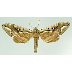/filer/webapps/moths/media/images/N/nigricans_Ceridia_AF_Basquin.jpg