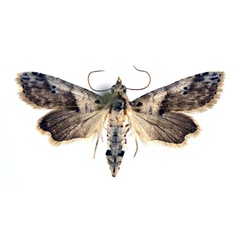 /filer/webapps/moths/media/images/G/grisea_Stenosticta_A_NHMO_02.jpg
