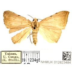 /filer/webapps/moths/media/images/A/albescens_Marcipalina_AF_BMNH.jpg