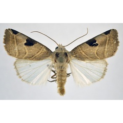 /filer/webapps/moths/media/images/C/clearchus_Honeyia_AM_NHMO.jpg
