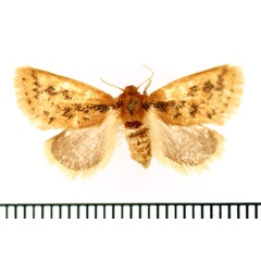 /filer/webapps/moths/media/images/F/fuscifusa_Macroplectra_AF_BMNH.jpg