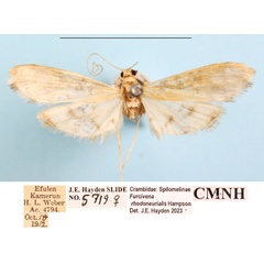 /filer/webapps/moths/media/images/R/rhodoneurialis_Furcivena_AF_CMNHa.jpg