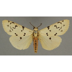 /filer/webapps/moths/media/images/A/arabicum_Creataloum_HT_BMNH.jpg