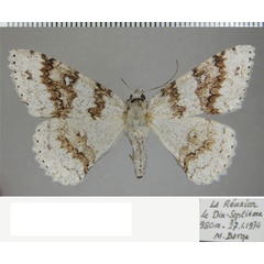 /filer/webapps/moths/media/images/T/terebraria_Ascotis_AF_ZSM_02.jpg