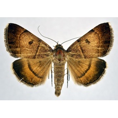 /filer/webapps/moths/media/images/M/moderata_Plecopterodes_AM_NHMO.jpg