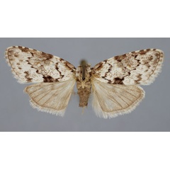 /filer/webapps/moths/media/images/M/millotalis_Meganola_A_BMNH.jpg