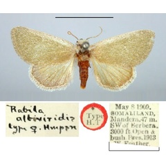 /filer/webapps/moths/media/images/A/albiviridis_Rabila_PT_BMNH.jpg