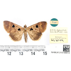 /filer/webapps/moths/media/images/G/glyphica_Baniana_HT_BMNH.jpg