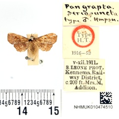 /filer/webapps/moths/media/images/S/seriopuncta_Pangrapta_HT_BMNH.jpg
