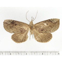 /filer/webapps/moths/media/images/D/decora_Maxia_AF_BMNH.jpg