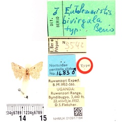 /filer/webapps/moths/media/images/B/bivirgula_Eublemmistis_HT_BMNH.jpg