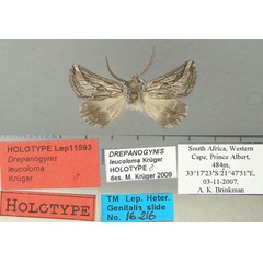 /filer/webapps/moths/media/images/L/leucoloma_Drepanogynis_HT_TMSA.jpg