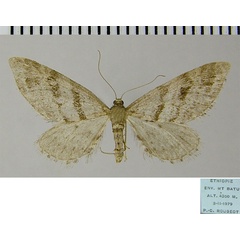 /filer/webapps/moths/media/images/I/isotenes_Eupithecia_AF_ZSM.jpg