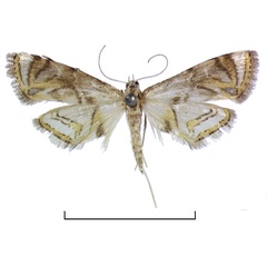 /filer/webapps/moths/media/images/L/leucostola_Eoophila_LTF_BMNH.jpg